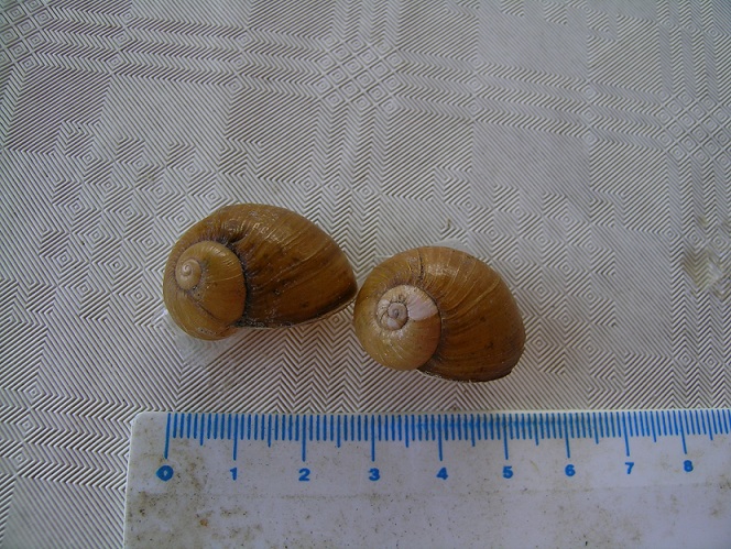 a proposito della spira